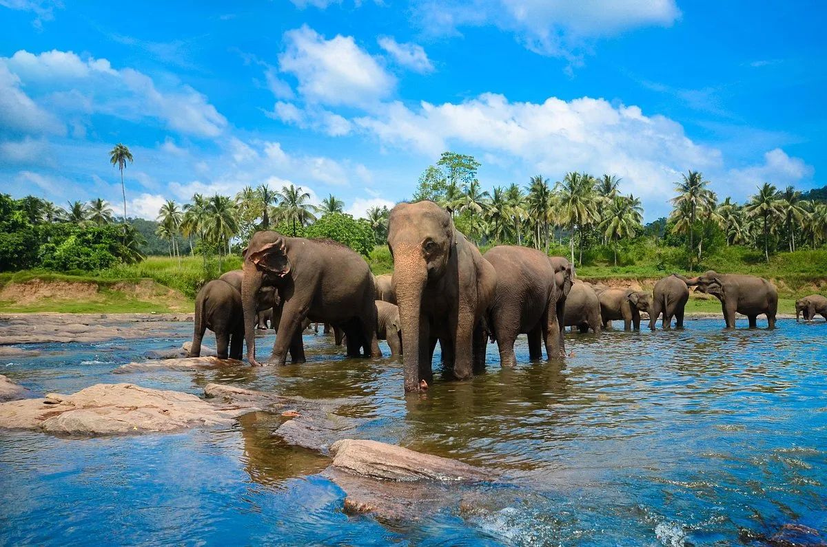 NGÀY 5: ELLA – MIRISSA (Ăn sáng, trưa, tối)