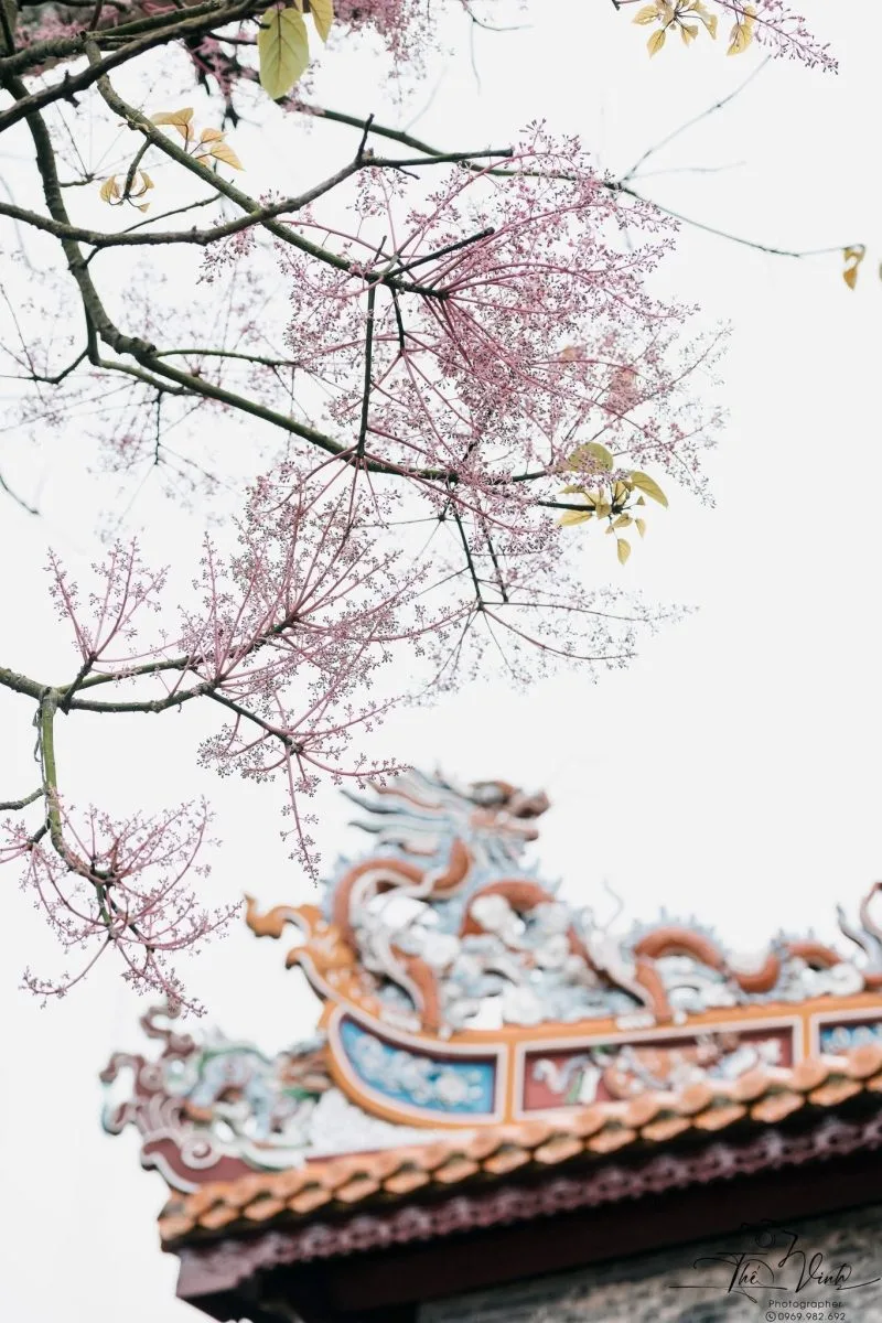 'VƯƠNG GIẢ CHI HOA" KHOE SẮC KINH THÀNH HUẾ - VẺ ĐẸP VƯƠNG QUYỀN GIỮA LÒNG CỐ ĐÔ