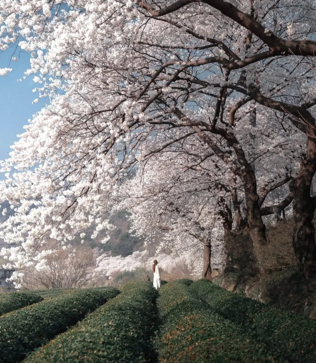 HADONG SIPRI CHERRY BLOSSOM ROAD – CON ĐƯỜNG HOA ANH ĐÀO ĐẸP NHƯ PHIM HÀN