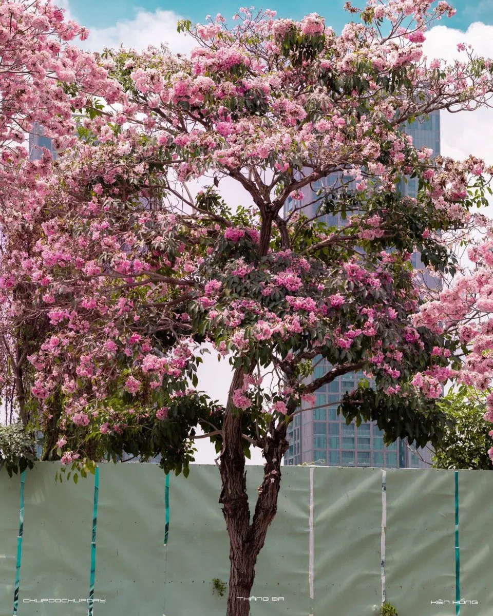 HOA KÈN HỒNG SÀI GÒN - THIÊN ĐƯỜNG SỐNG ẢO MÙA XUÂN