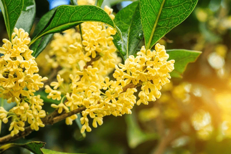 Quế Hoa Công Xã – Không gian văn hóa đậm chất Quế Lâm