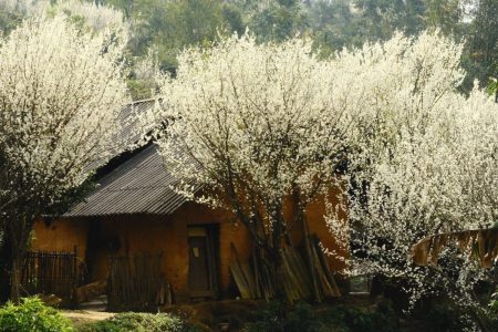 BẮC HÀ & SI MA CAI MÙA HOA MẬN TRẮNG XÓA MỘT GÓC TRỜI ĐẸP MÊ MẨN