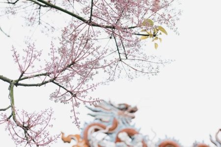 ‘VƯƠNG GIẢ CHI HOA” KHOE SẮC KINH THÀNH HUẾ – VẺ ĐẸP VƯƠNG QUYỀN GIỮA LÒNG CỐ ĐÔ