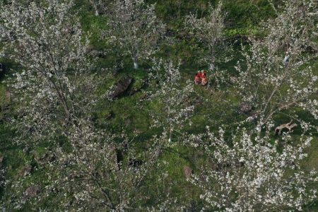 HOA LÊ HỒNG THÁI (TUYÊN QUANG) NỞ RỘ TRẮNG XÓA NÚI RỪNG