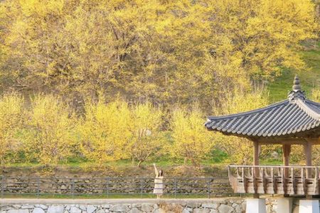 LỄ HỘI HOA SƠN THÙ DU GURYE 2026 – MÙA XUÂN RỰC VÀNG TẠI HÀN QUỐC